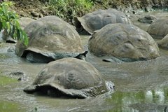 galapagoseilanden5620