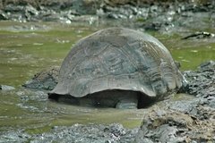 galapagoseilanden5621