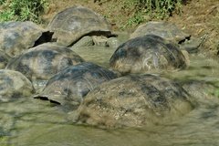 galapagoseilanden5627