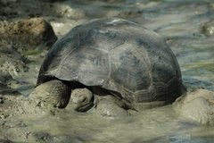 galapagoseilanden5631
