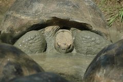 galapagoseilanden5632