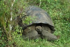 galapagoseilanden5636