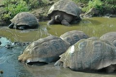 galapagoseilanden5641