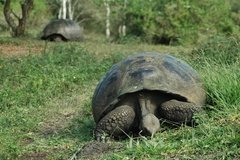 galapagoseilanden5647