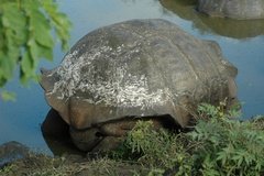 galapagoseilanden5651