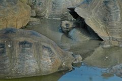 galapagoseilanden5654