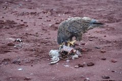 galapagoseilanden6001