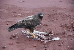 galapagoseilanden6002