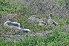 galapagoseilanden6004
