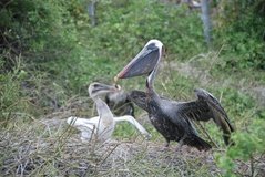 galapagoseilanden6005