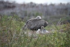galapagoseilanden6007