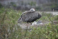 galapagoseilanden6009