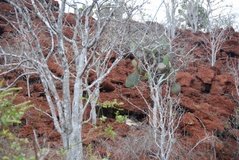 galapagoseilanden6012