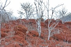 galapagoseilanden6014