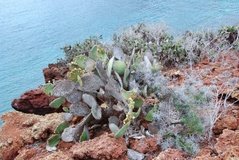galapagoseilanden6017