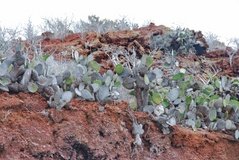 galapagoseilanden6020