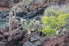 galapagoseilanden6025