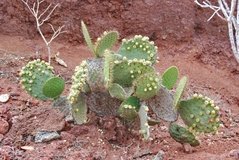 galapagoseilanden6026