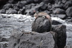 galapagoseilanden6031