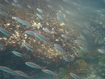 galapagoseilanden6262