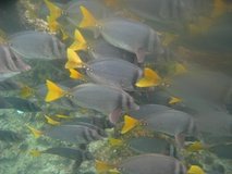 galapagoseilanden6270