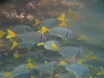 galapagoseilanden6272