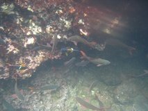 galapagoseilanden6290
