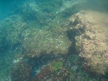 galapagoseilanden6294