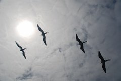 galapagoseilanden6504