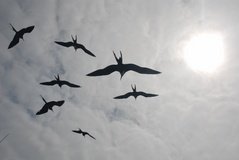 galapagoseilanden6506