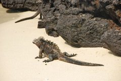 galapagoseilanden6526