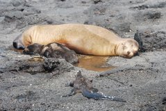 galapagoseilanden6528