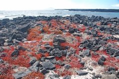galapagoseilanden6532