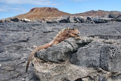 galapagoseilanden6533