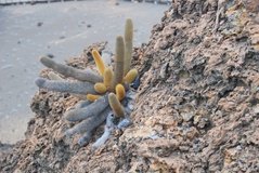 galapagoseilanden7011
