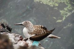 galapagoseilanden7031