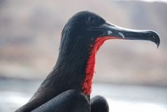 galapagoseilanden7032