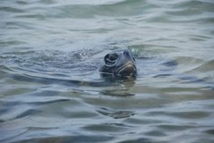 galapagoseilanden7048