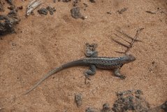 galapagoseilanden7063