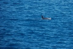 galapagoseilanden7067