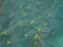 galapagoseilanden7269