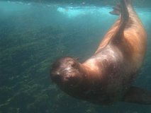 galapagoseilanden7278