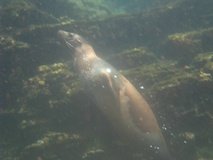 galapagoseilanden7279