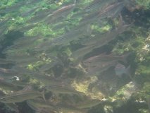 galapagoseilanden7287