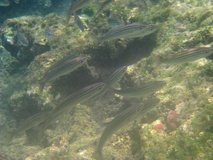 galapagoseilanden7288