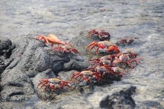 galapagoseilanden7506