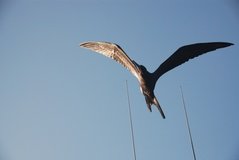 galapagoseilanden7512