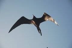 galapagoseilanden7513