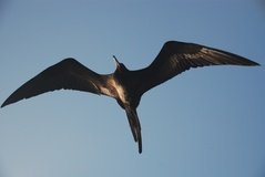 galapagoseilanden7514
