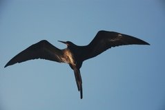 galapagoseilanden7516